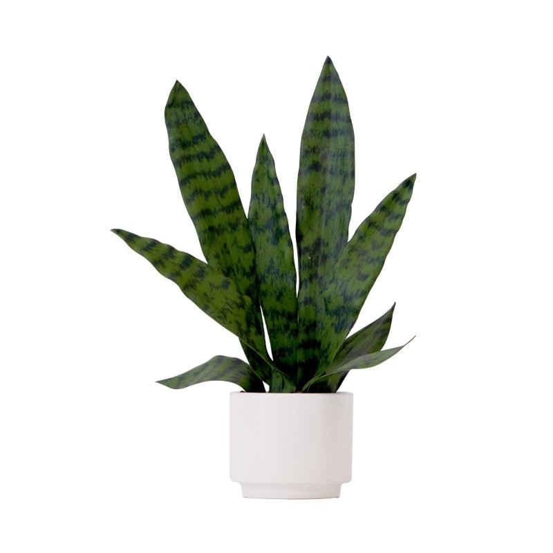 16" Artificial Sansevieria Snake Plant with Decorative Planter - FCHF CITY