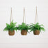 10” UV Resistant Artificial Boston Fern in Hanging Wicker Basket (Indoor/Outdoor) - Set of 3 - FCHF CITY