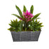 11” Bromeliad and Agave Plant in Black Tin Planter - FCHF CITY