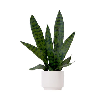 16&quot; Artificial Sansevieria Snake Plant with Decorative Planter - FCHF CITY