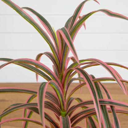 fake dracaena marginata Nearly Natural 2ft. Artificial Dracaena Marginata Plant