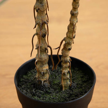 artificial dracaena Nearly Natural 2ft. Artificial Dracaena Marginata Plant