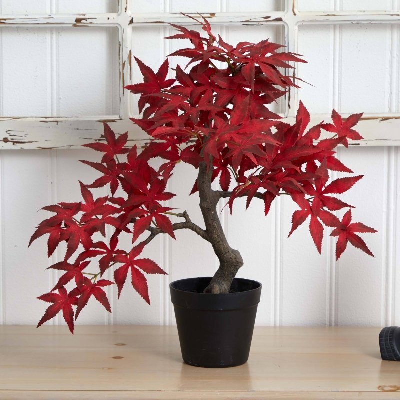 20” Autumn Maple Bonsai - FCHF CITY