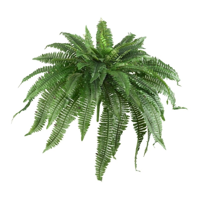 48” Boston Fern (Set of 2) - FCHF CITY