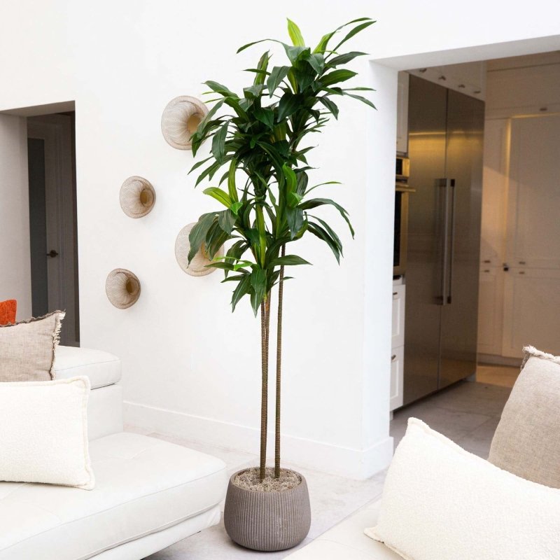 7’ Artificial Dracaena Tree - FCHF CITY