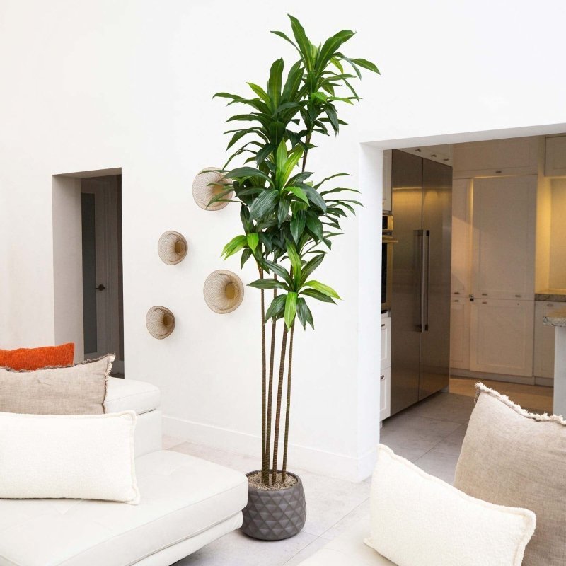 8’ Artificial Dracaena Tree with Real Touch Leaves - FCHF CITY
