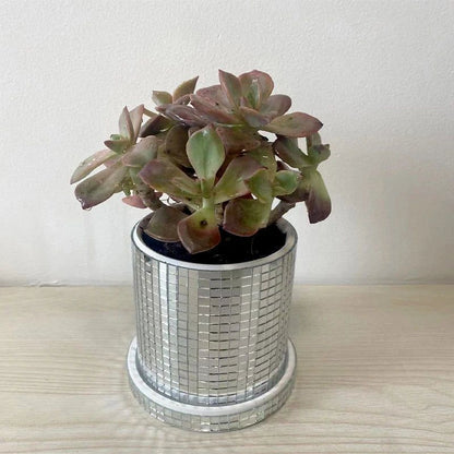 Glass Flower Pot - FCHF CITY