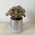 Glass Flower Pot - FCHF CITY