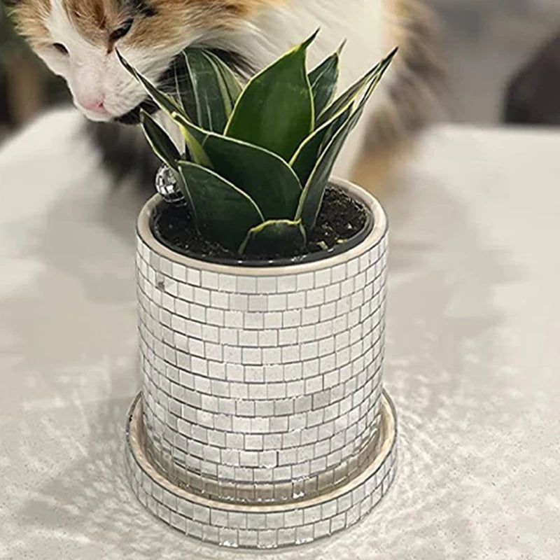 Glass Flower Pot - FCHF CITY